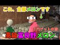 【高級なまら飯】　１玉5,000円以上も！！高級富良野メロンを０円でゲットしたいっ！　【北海道】