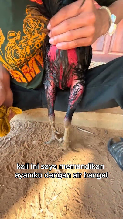 Memandikan ayam pama pagi hari dengan air hangat agar cepat merah merona 21x biji piala perak