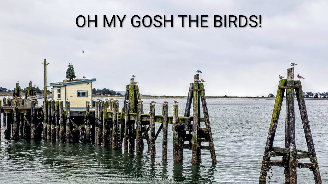 Hwy 1, Fort Ross, Jenner by the Sea, and the birds!