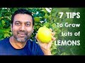 7 Tips to Grow Lots of Lemons | Daisy Creek Farms