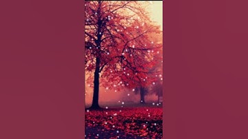 القارئ: عبدالرحمن مسعد || السورة:  الفرقان ♥🌺