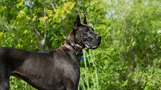 The Importance of Great Dane Hunting Training Retrieval Skills