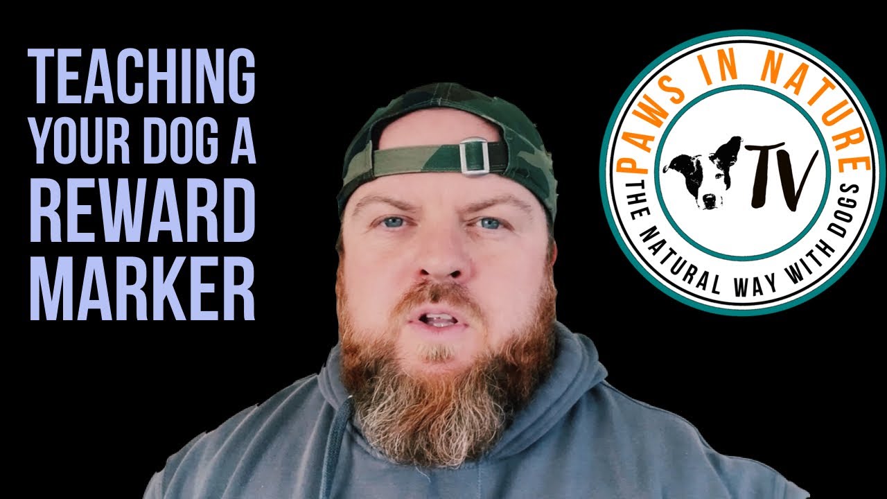 How to train your dog with a clicker 2021. Reward Markers and Classical Conditioning