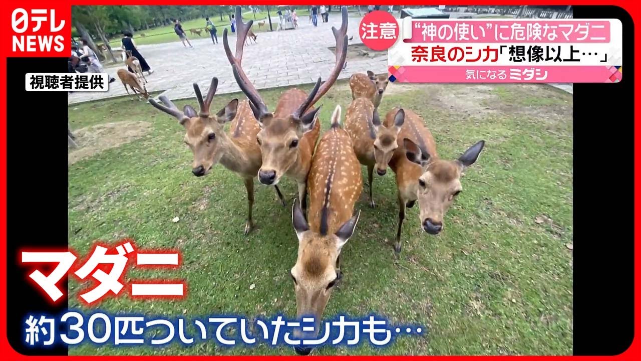 奈良 公園 鹿 触っ て は いけない