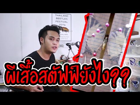 สตัฟฟ์ผีเสื้อ ทำยังไง?