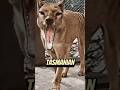 The Tasmanian Tiger—Gone or Still Alive? #shorts #youtubeshorts
