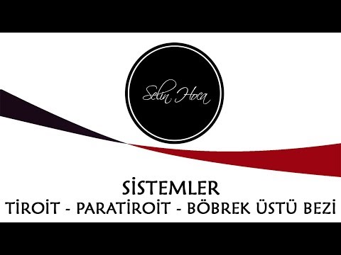 [ARŞİV] 6) Endokrin Sistem - Tiroit - Paratiroit - Böbrek Üstü Bezi - 11. Sınıf Biyoloji (AYT #6)