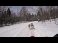 Watch Siberian Huskies in Sled Dog Racing!!