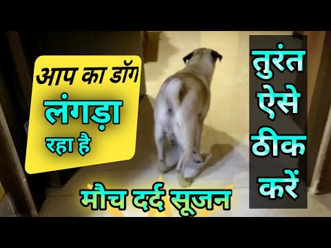 वीडियो: एक कुत्ते की रीढ़ की हड्डी पर एक पिच नर्व के लक्षण