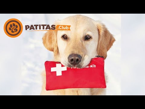 Video: Consejos de primeros auxilios para perros: ¿Estás preparado?