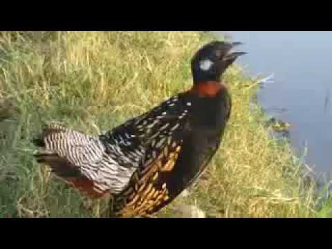 Black Francolin Voice Kaly Teetar Ki Awaz Kala Teetar Azad Ghomty Hoay Kala Teetar Masti Krty Hoay