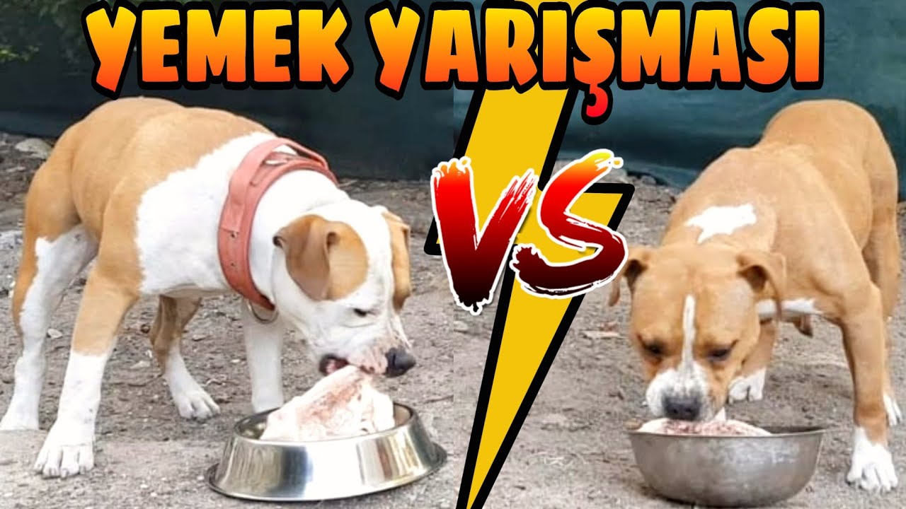 Barf Menusu Hazirliyoruz Youtube Barf Menusu Hazirliyoruz Youtube