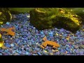 Frogs,shrimps and fish video for pets Лучшее видео для собак и кошек. Успокаивающий аквариум