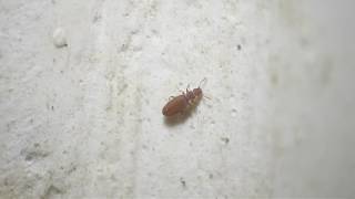 Dienerella