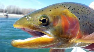 Facts: Rainbow Trout by Deep Marine Scenes 1,595 views 2 weeks ago 4 minutes, 5 seconds