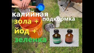 КАЛИЙНАЯ ПОДКОРМКА ЗОЛА + ЙОД + ЗЕЛЕНКА. Полейте этим огурцы, томаты, перцы и рост усилится в 5 раз.