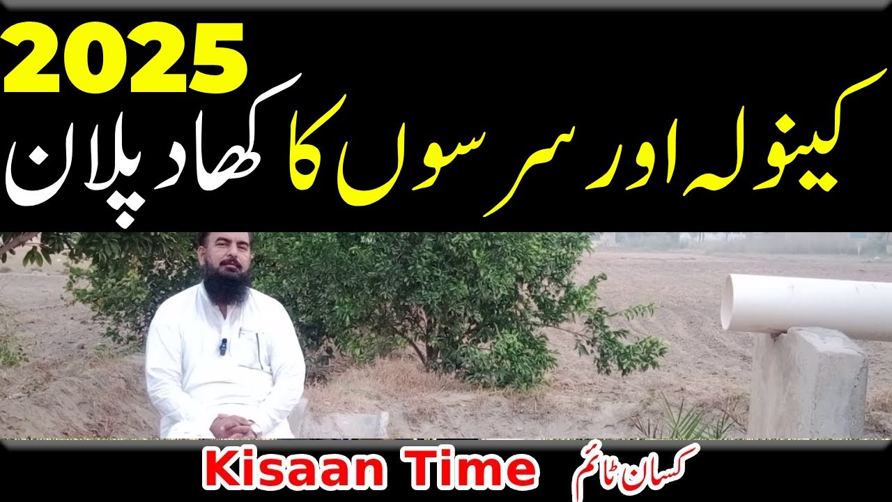 Canola fertilizer plan canola plantation in pakistan canola lagane ka tarika kanola farmer time ک...