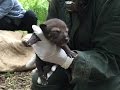 Eleven-Day-Old Red Wolf Pups at the Wolf Conservation Center