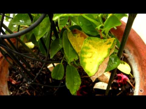 What's wrong my mandevilla? | Daphne Richards | Central Texas Gardener