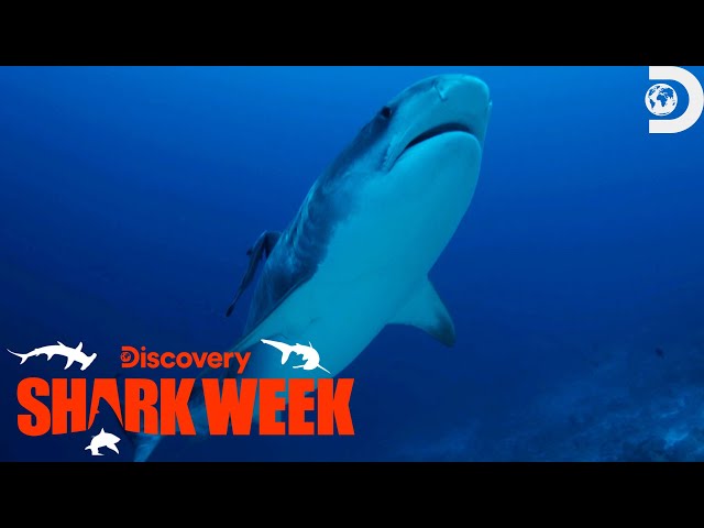 Robert Irwin's Jaw-Dropping Shark Encounter | Shark Week | Discovery class=