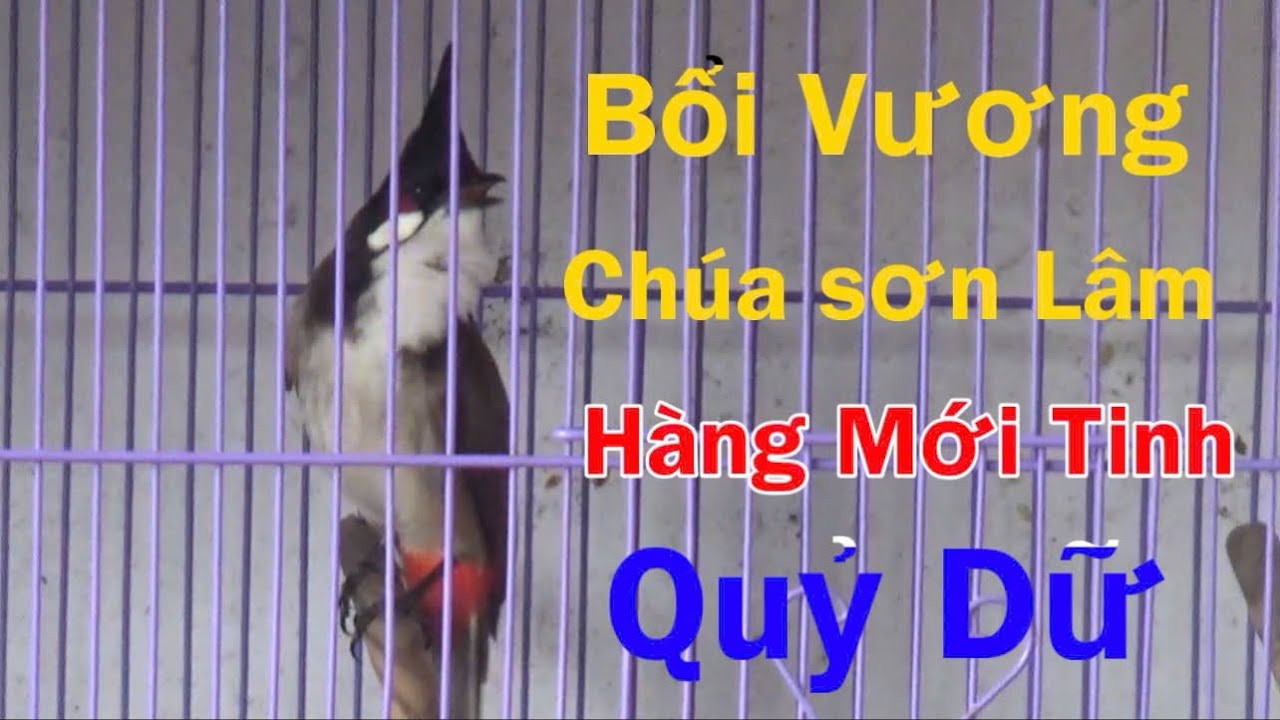 Bổi Vương Chúa Sơn Lâm - Quỷ Dữ Hàng Mới Tinh , Hot Đ.ấu Quá Sung Chất Lượng