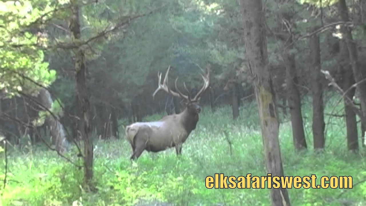 elk-safaris-west-2011-youtube