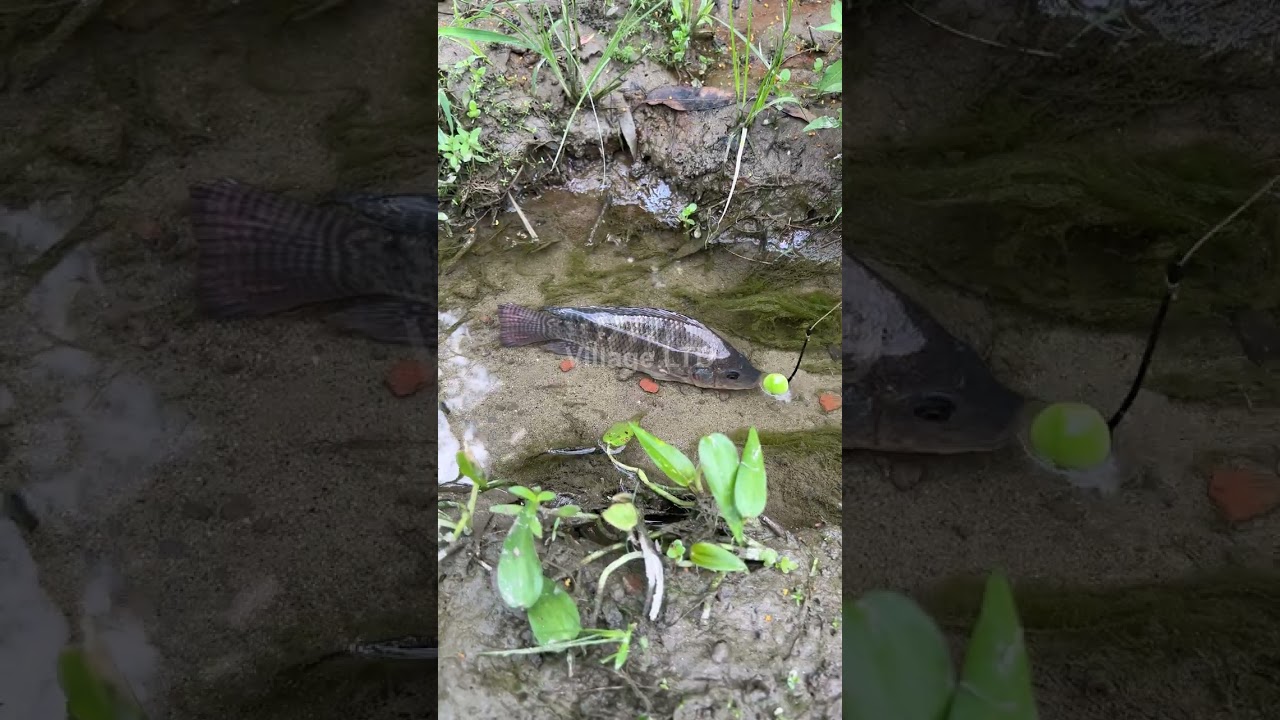 🎣 Fishing for LIFE in a Desi Village | A Day of Traditional Fishing in Rural Life 🌾 Village Ltd