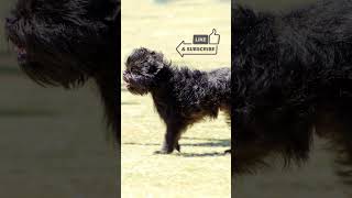 Affenpinscher  #dogfacts #dogbreed #doglovers