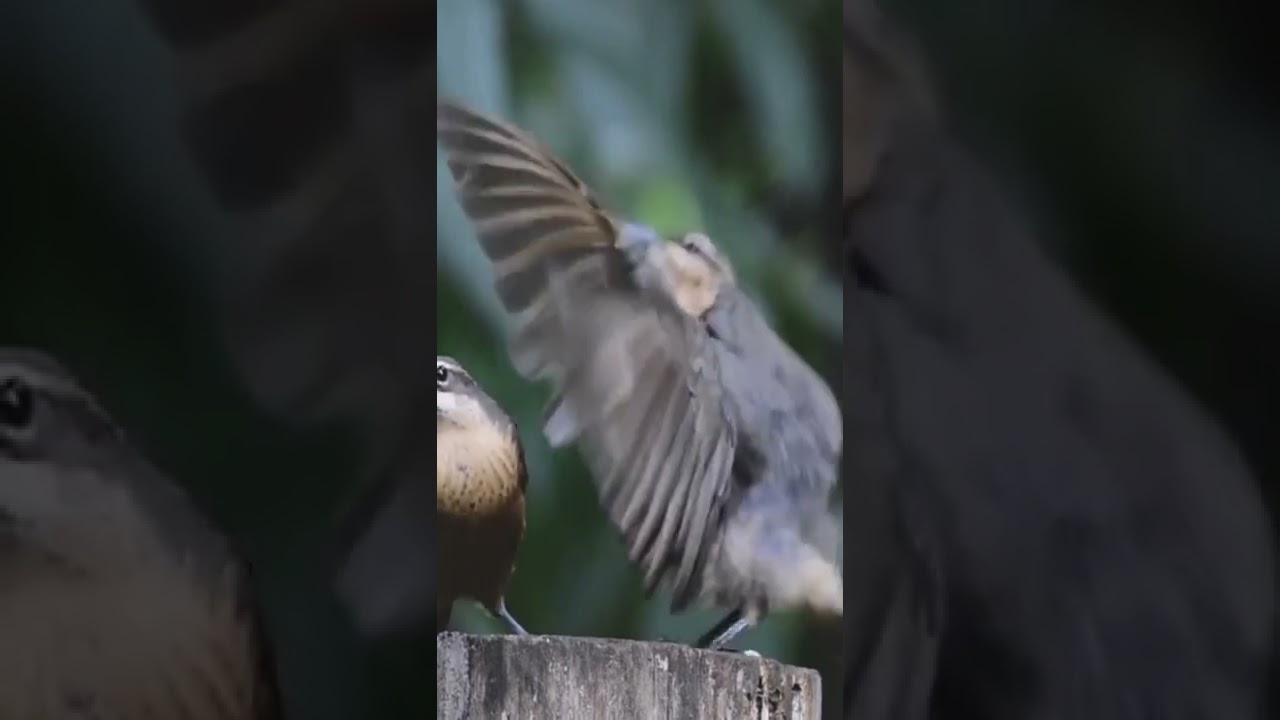 victoria rifle bird dance