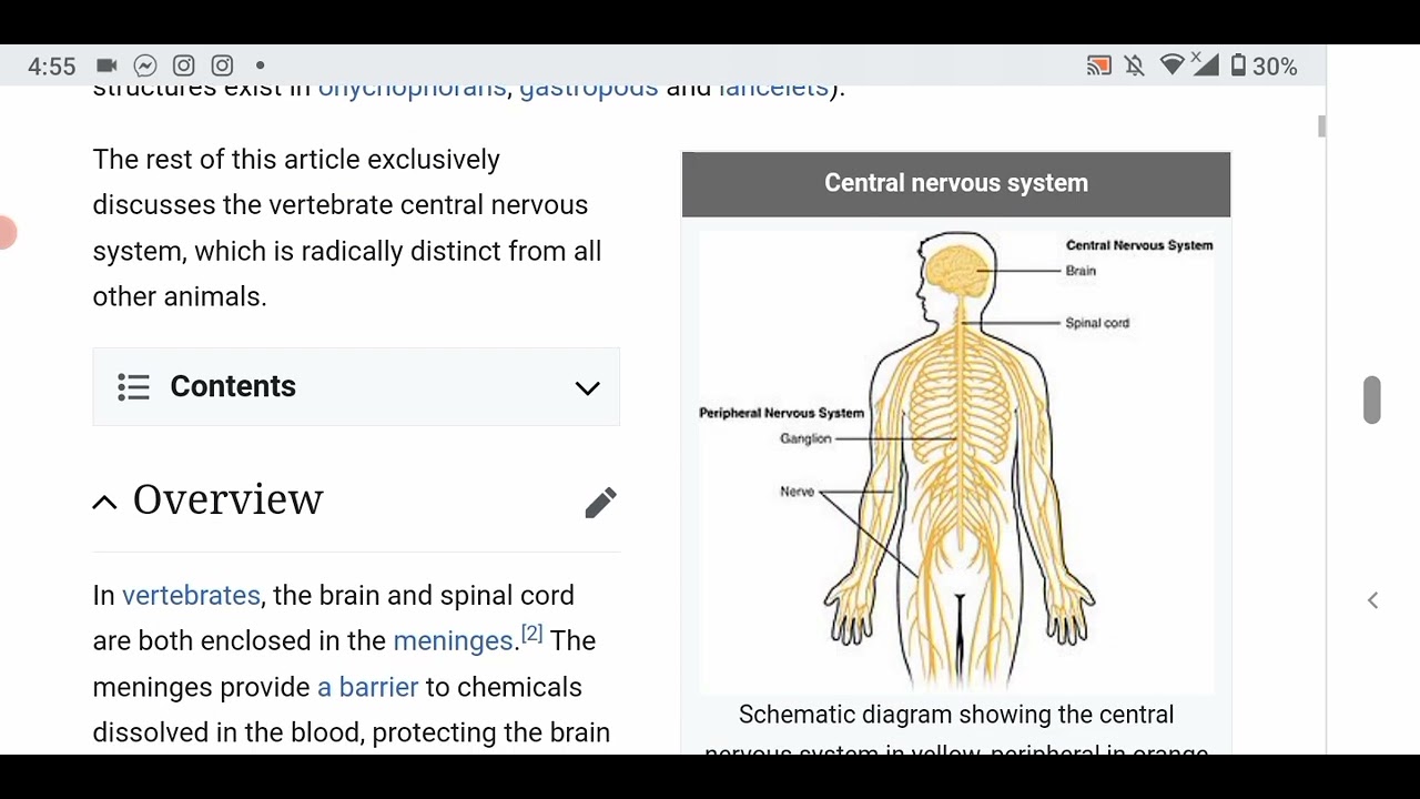 Central Nervous System - YouTube