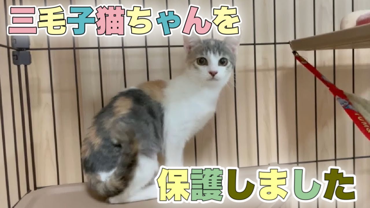 生後約4ヶ月のパステル三毛ちゃんがやって来た【Rescued cats】 - YouTube