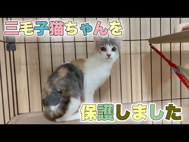 猫リュック オーダー 塩辛く 三毛猫 パステル三毛猫ちゃん♪世界に1