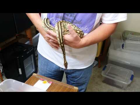 Olympus reptiles ball python morphs #9.  Lesser/butter