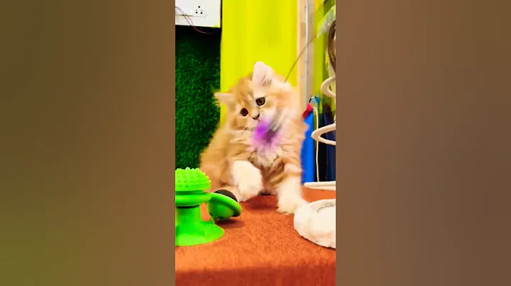 Video 1863051: cutecats furry persian cats, furry persian cats kitten, persian cat female kitten