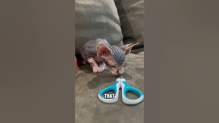 Watch the video about First-Time Nail Trim for Adorable #sphynx Kittens