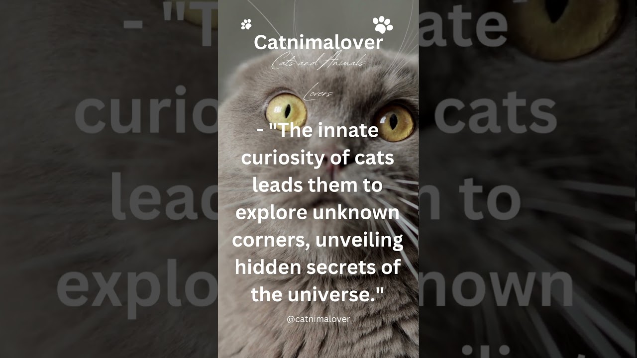 The innate curiosity of cats