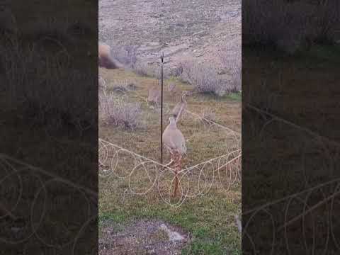 چه تله ای عجیبی گذاشته برا کبک ها