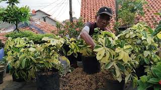 Cara Stek Batang Perbanyak Tanaman Hias Walisongo 