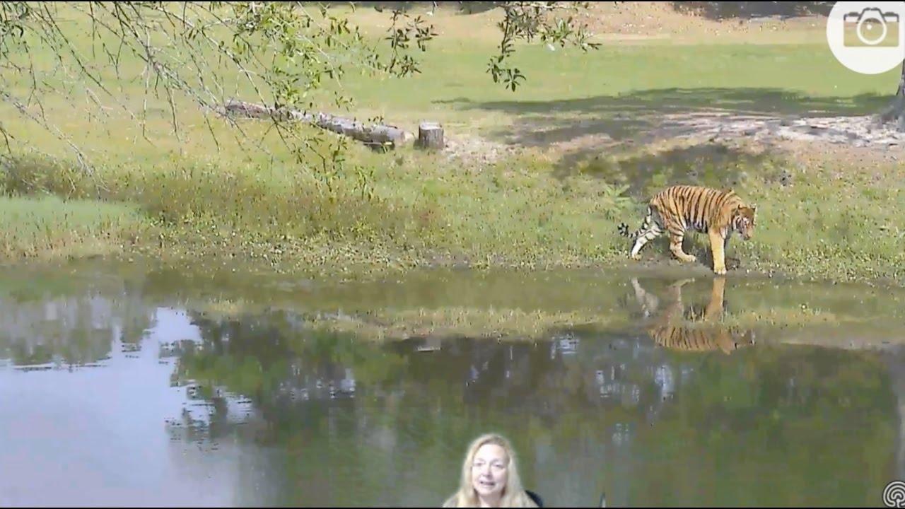 leopard print Hoover Tiger Swimming 2017 05 01