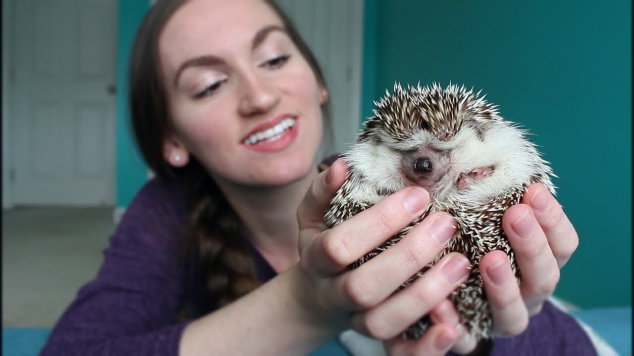 Hedgehog ASMR | Whispered Hedgehog Favorites!