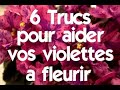 6 trucs pour faire fleurir vos violettes africaines plus souvent