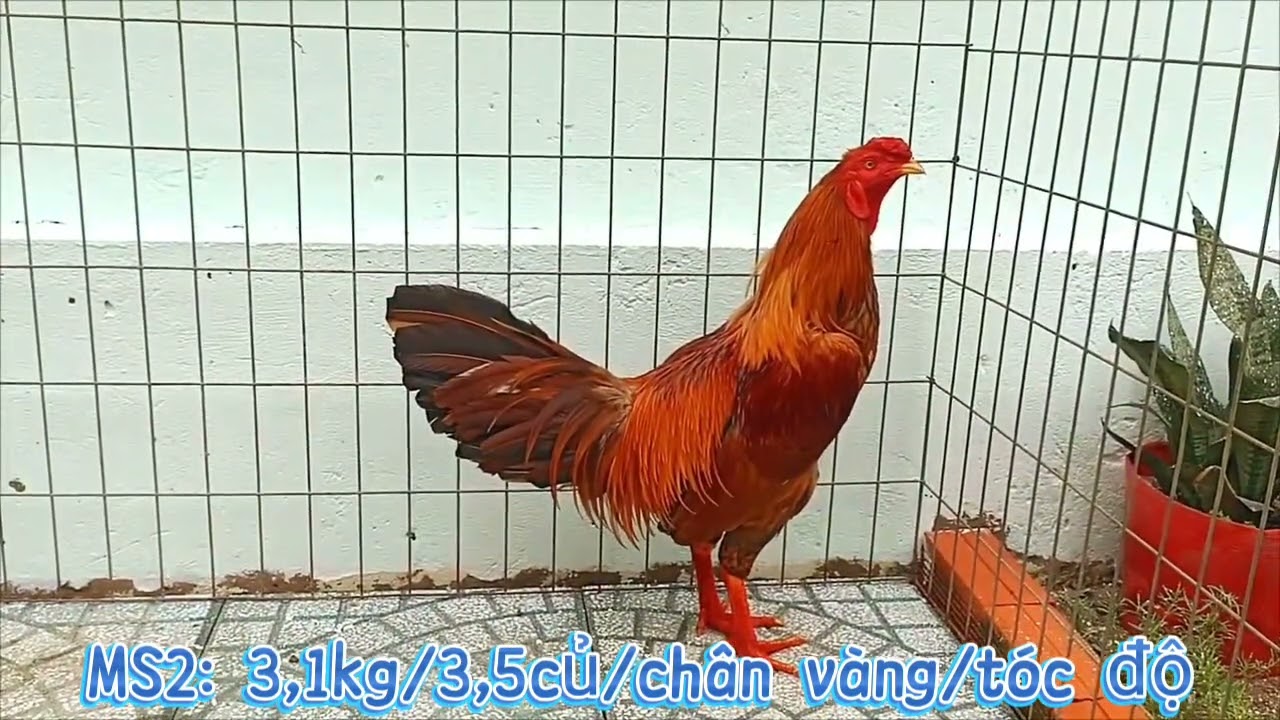 5/2 soạn lên cho ae mấy bé gà đẹp. 077.2132.997