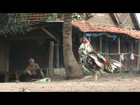 RICE FIELD OF DREAMS - DEMO