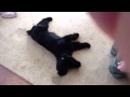 Phineas the field spaniel の動画、YouTube動画。