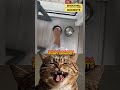 Funny Moments