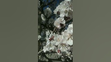 Thumbnail of apricot blossom 🌼🌸 flower in leh #like #photography #nature #flowers #apricots #viral #himalayas