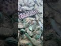 #beach #fishing #diving #crab #eel #deepsea #scubadiving #gopro