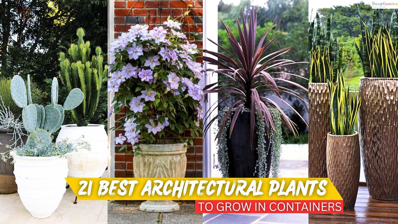 21 Best Architectural Plants to Grow in Containers