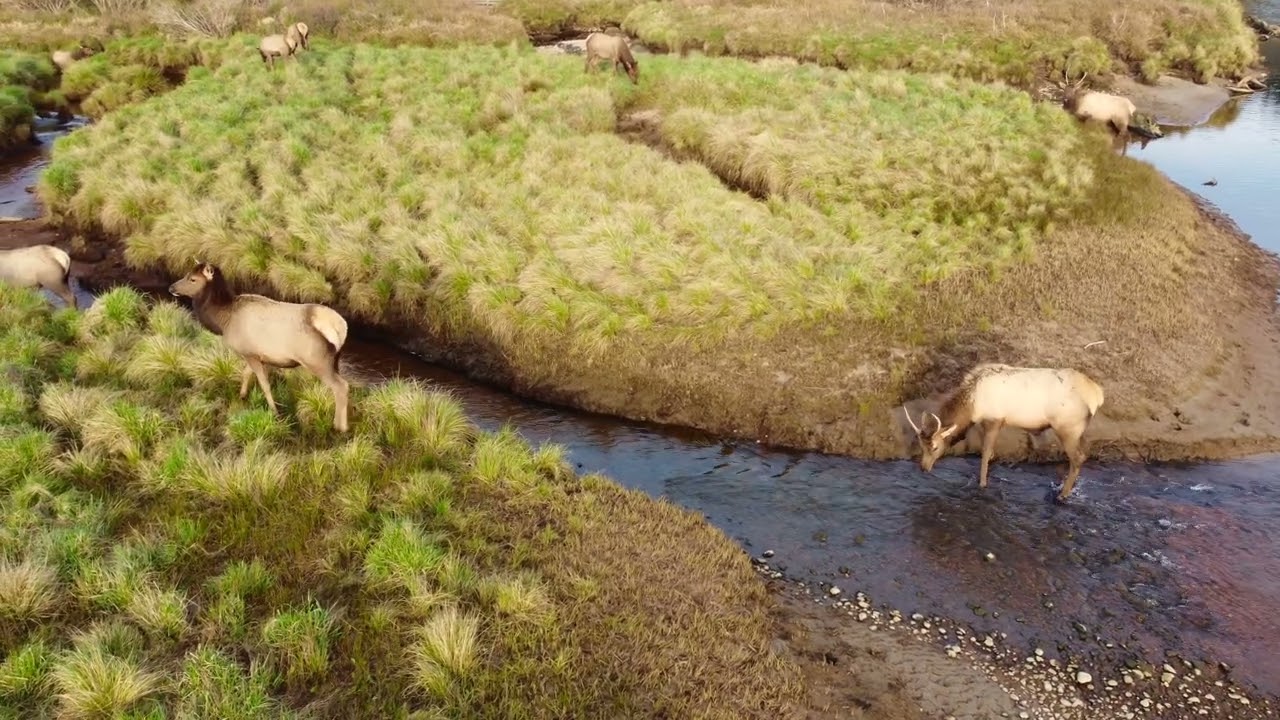 Elk By Ecola Creek   4K