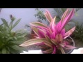 #Традесканция_рео #Суккуленты и другие тропические растения. My flowers!!! #Доминикана.